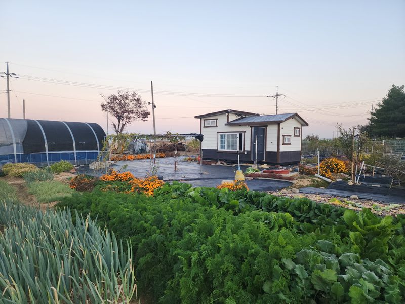 장터 상품 [나물 말린것 판매합니다 ] 썸네일