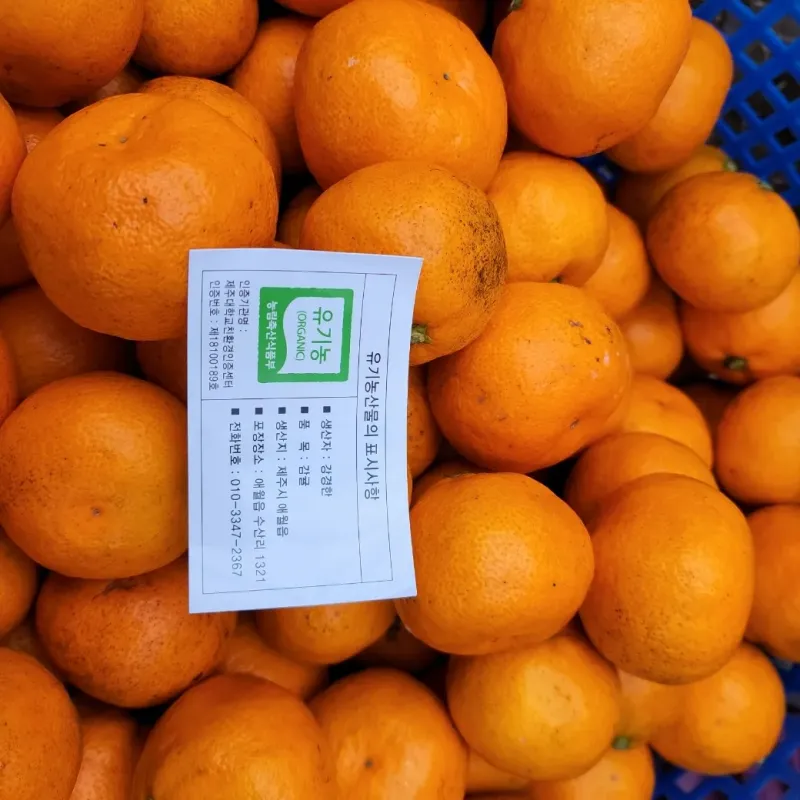 강경한님의 장터 판매 상품 [제주친환경유기농인증귤판매해요(비가림하우스귤)] 첨부 사진