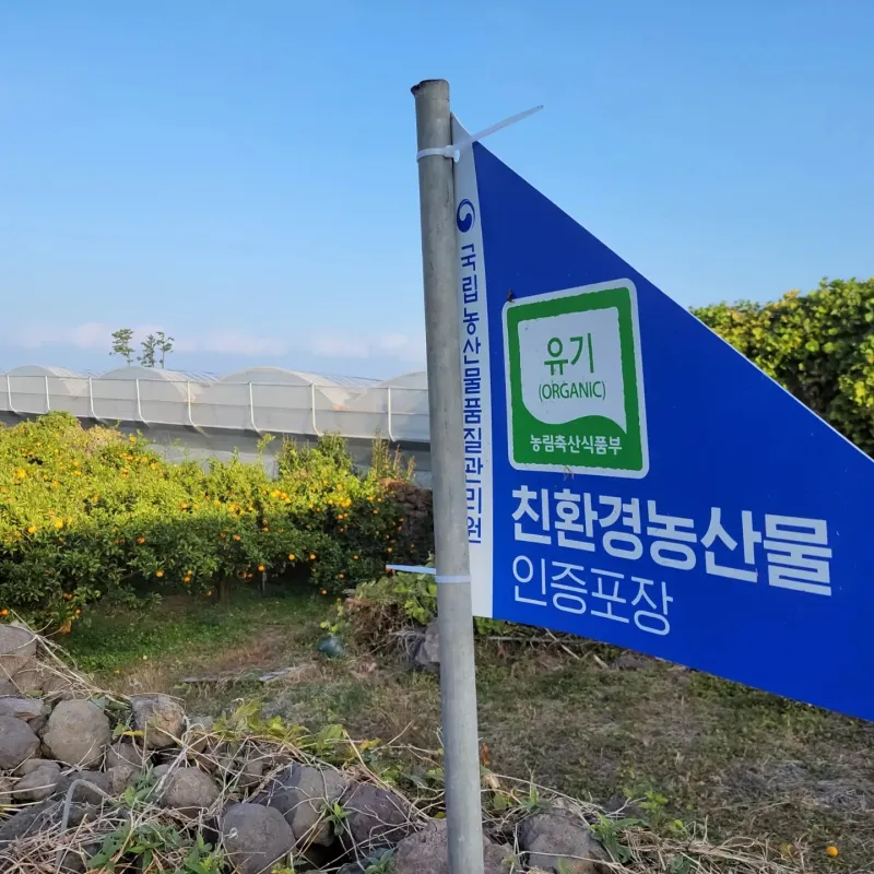 강경한님의 장터 판매 상품 [제주친환경유기농인증귤판매해요(비가림하우스귤)] 첨부 사진