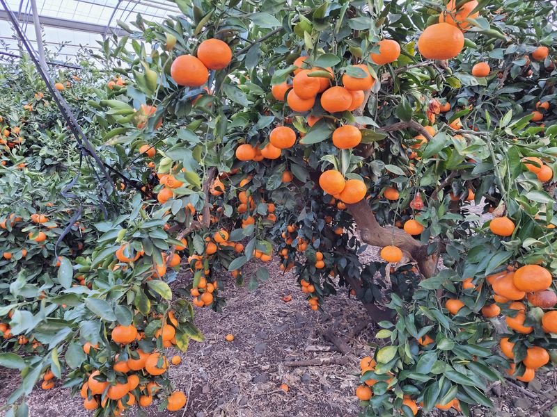 강경한님의 장터 판매 상품 [제주친환경유기농인증귤판매해요(비가림하우스귤)] 첨부 사진