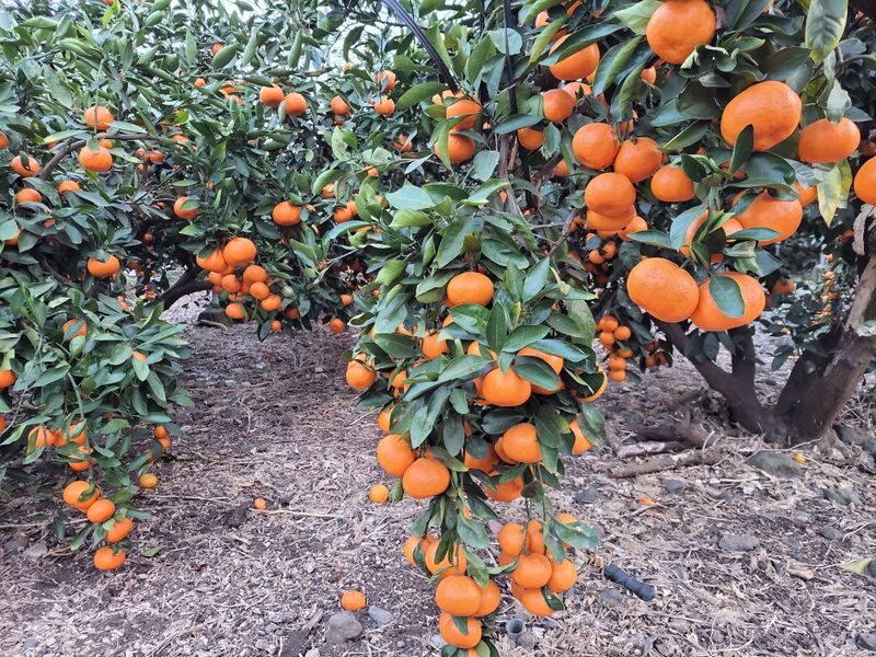 강경한님의 장터 판매 상품 [제주친환경유기농인증귤판매해요(비가림하우스귤)] 첨부 사진