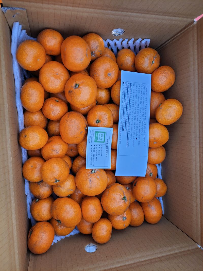 강경한님의 장터 판매 상품 [제주친환경유기농인증귤판매해요(비가림하우스귤)] 첨부 사진