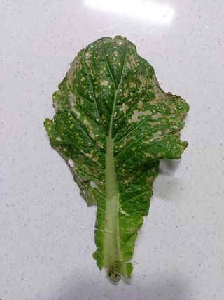 구용기님의 배추 · 병해충상담 작성글 사진