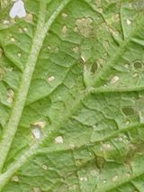 팜모닝 배추·병해충상담 게시글 이미지