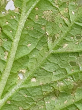 구용기님의 배추 · 병해충상담 작성글 사진