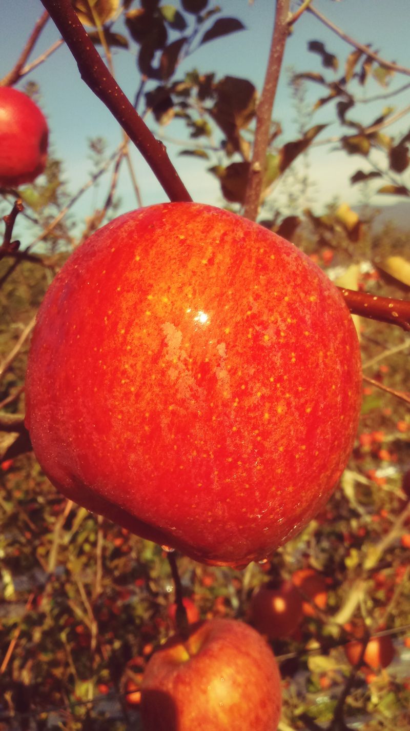 이윤동님의 장터 판매 상품 [새콤달콤 아삭 찐한맛 (부사)미얀마 "설선물용 "5k.            쥬스용 10k] 첨부 사진