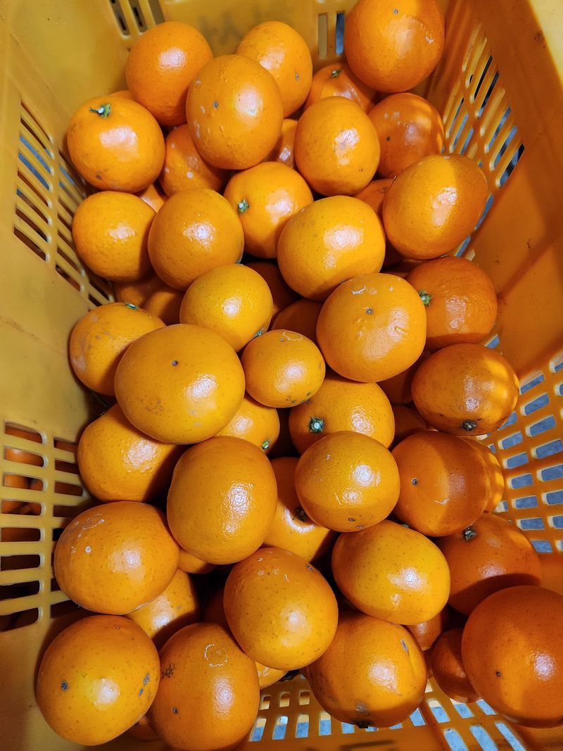 한라봉님의 장터 판매 상품 [황금향ㆍ한라봉] 첨부 사진