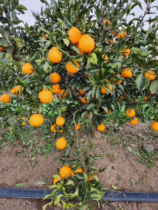 한라봉님의 작성글 사진