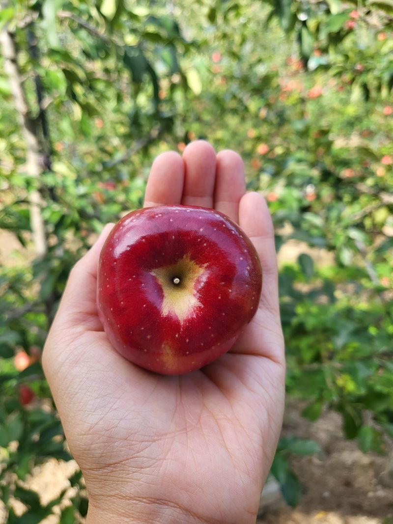 김주영님의 장터 판매 상품 [🍎 꼬마한입사과10kg / 정품 5kg,10kg 설연휴로 12일까지 택배 주문 밷을게요 ❤️ ] 첨부 사진