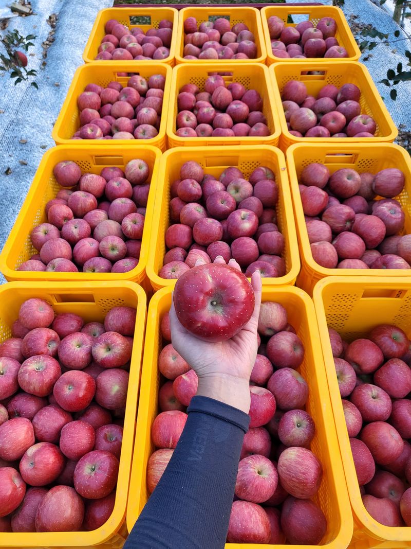 김주영님의 장터 판매 상품 [🍎 꼬마한입사과10kg / 정품 5kg,10kg 설연휴로 12일까지 택배 주문 밷을게요 ❤️ ] 첨부 사진