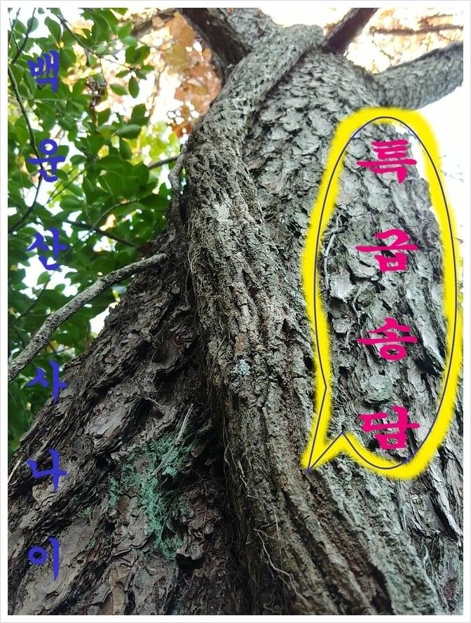 공정수님의 장터 판매 상품 [당뇨에 좋은 약초 송담 (소나무담쟁이)] 첨부 사진