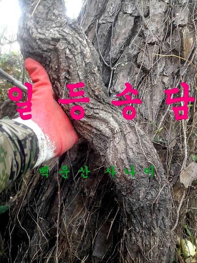 공정수님의 장터 판매 상품 [당뇨에 좋은 약초 송담 (소나무담쟁이)] 첨부 사진