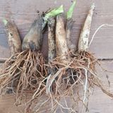 팜모닝 · 게시글 이미지