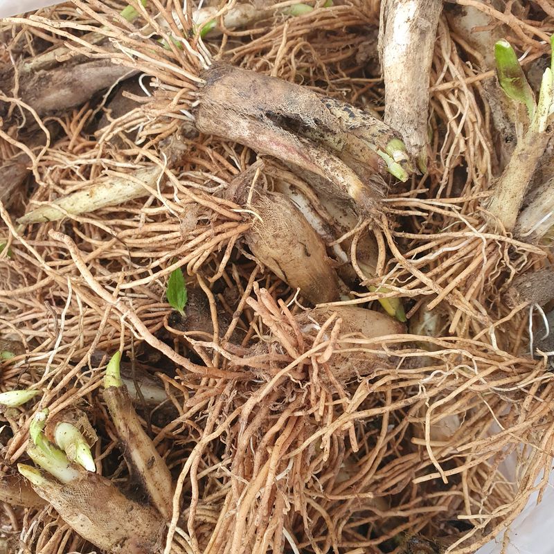 이기자농장님의 장터 판매 상품 [산마늘(명이나물)종근뿌리5년생이상1개] 첨부 사진