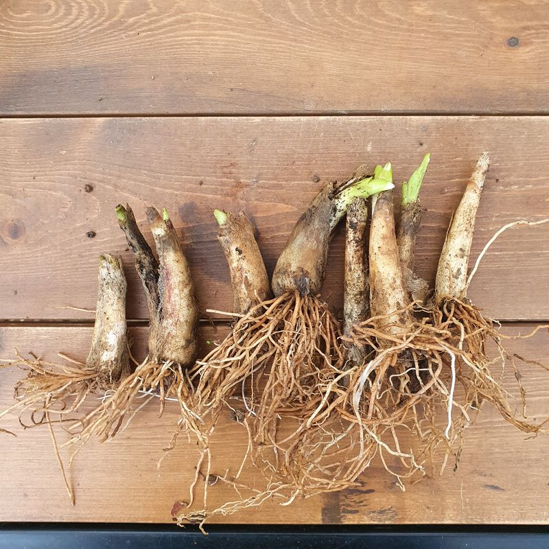 이기자농장님의 장터 판매 상품 [산마늘(명이나물)종근뿌리5년생이상1개] 첨부 사진