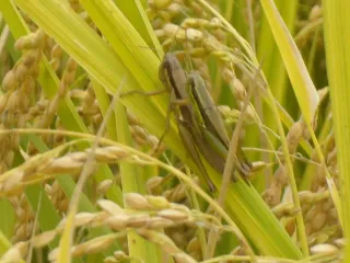 약초를사랑한짱아줌마님의 작성글 사진