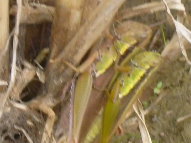 약초를사랑한짱아줌마님의 장터 판매 상품 [ 백미(일품쌀) 20kg] 첨부 사진