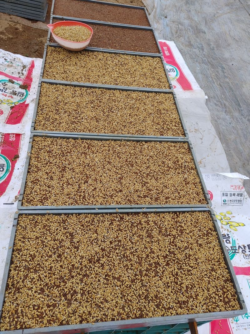 약초를사랑한짱아줌마님의 장터 판매 상품 [ 백미(일품쌀) 20kg] 첨부 사진