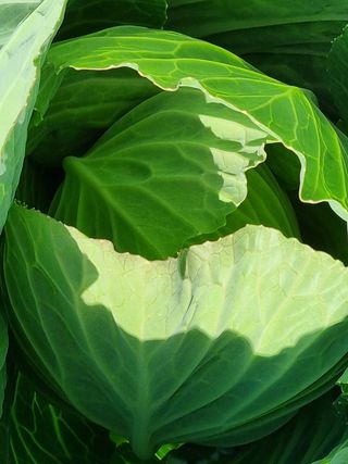 해남사랑님의 양배추 · 병해충상담 작성글 사진