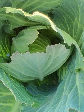 해남사랑님의 양배추 · 병해충상담 작성글 사진