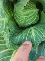 팜모닝 양배추·병해충상담 게시글 이미지