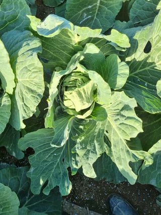 해남사랑님의 양배추 · 병해충상담 작성글 사진