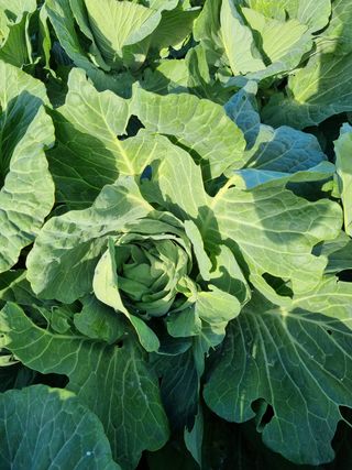 해남사랑님의 양배추 · 병해충상담 작성글 사진