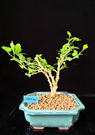 K-무궁화님의 기타작물 · 자유게시판 작성글 사진