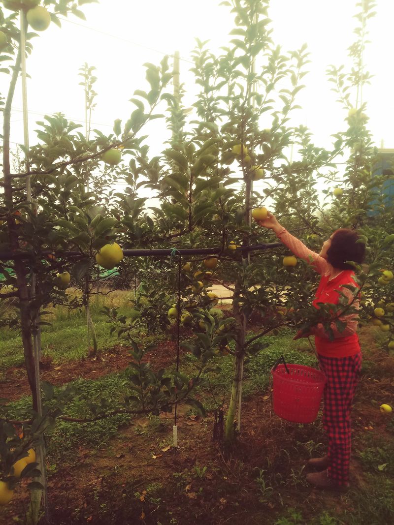 이윤동님의 장터 판매 상품 [청송농원 부사(미안마)"설선물용"5k               주스용10k] 첨부 사진