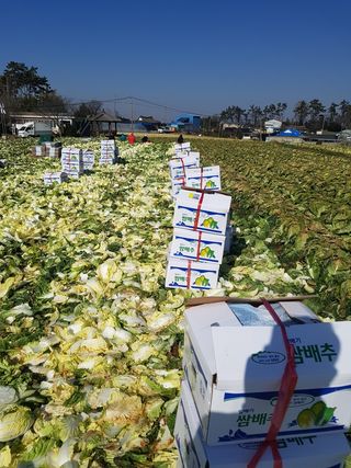 쌈자님의 배추 · 수확 작성글 사진