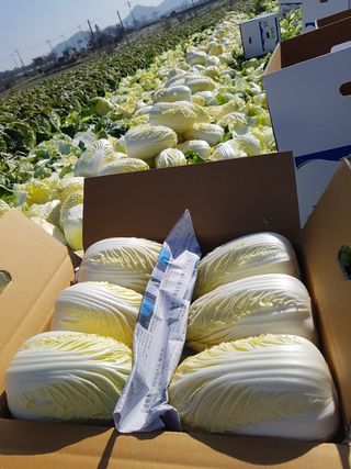 쌈자님의 배추 · 수확 작성글 사진