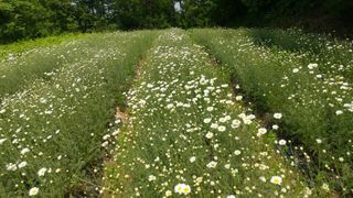 약초원 김종군님의 기타작물 · 자유게시판 작성글 사진