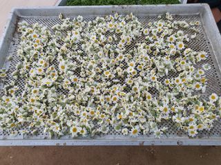 약초원 김종군님의 기타작물 · 자유게시판 작성글 사진