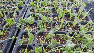 약초원 김종군님의 기타작물 · 자유게시판 작성글 사진