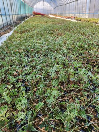 약초원 김종군님의 기타작물 · 자유게시판 작성글 사진