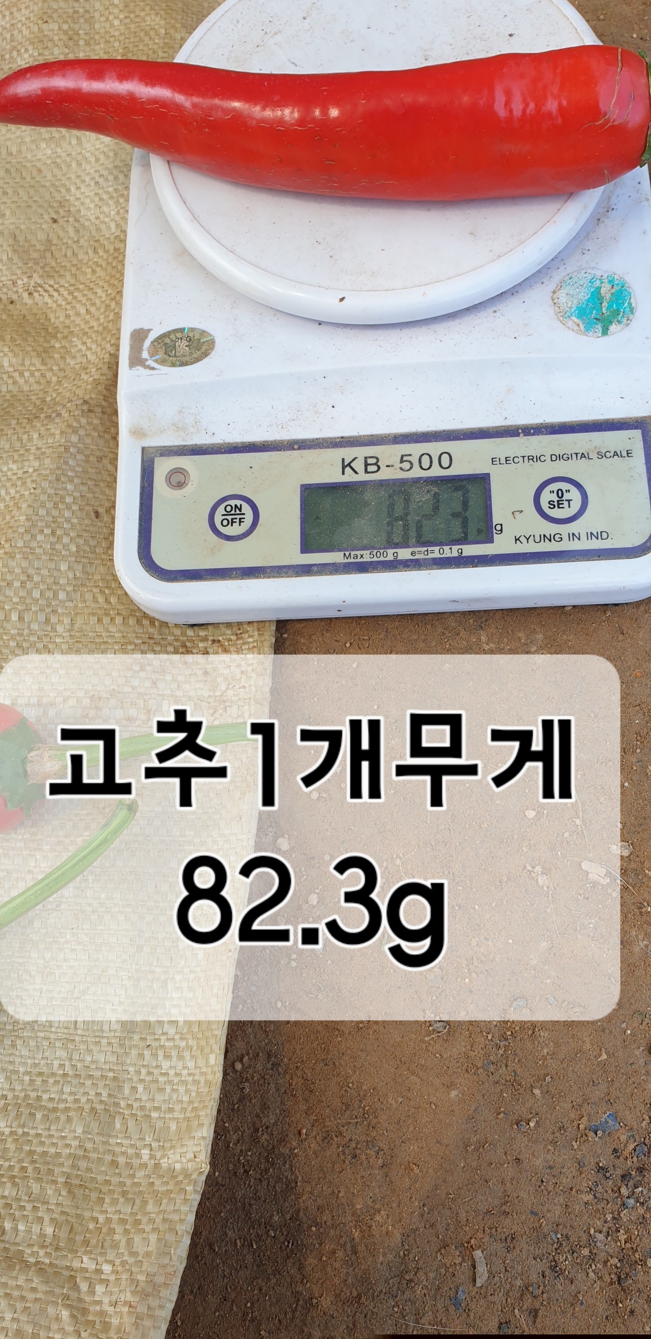 알 수 없음님의 고추 · 품종•종자 작성글 사진