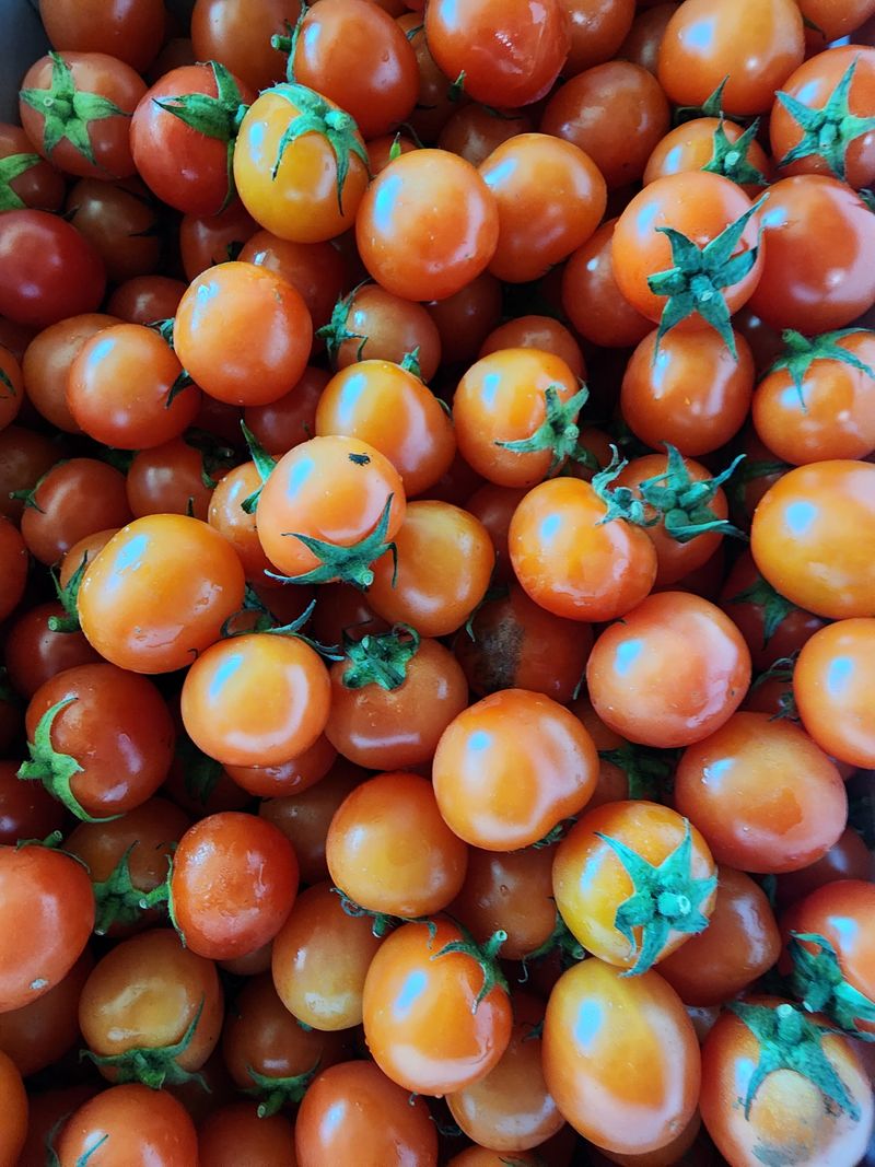 장터 상품 [방울토마토  5kg] 썸네일