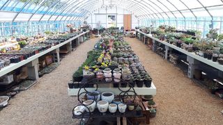 어울림다육님의 기타작물 · 병해충상담 작성글 사진