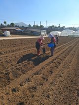 팜모닝 감자·자유게시판 게시글 이미지