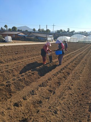 강춘원님의 감자 · 자유게시판 작성글 사진
