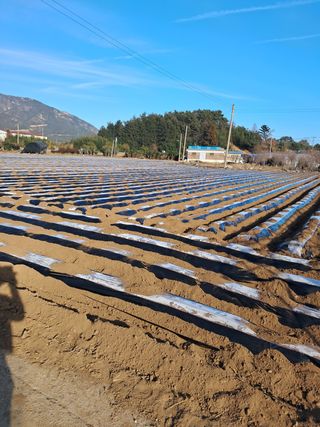 강춘원님의 감자 · 자유게시판 작성글 사진