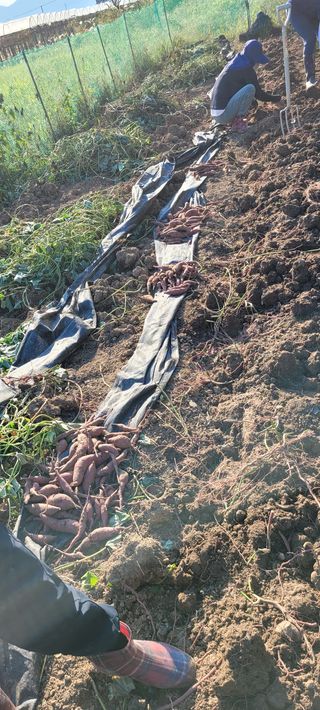 남석희님의 고구마 · 병해충상담 작성글 사진