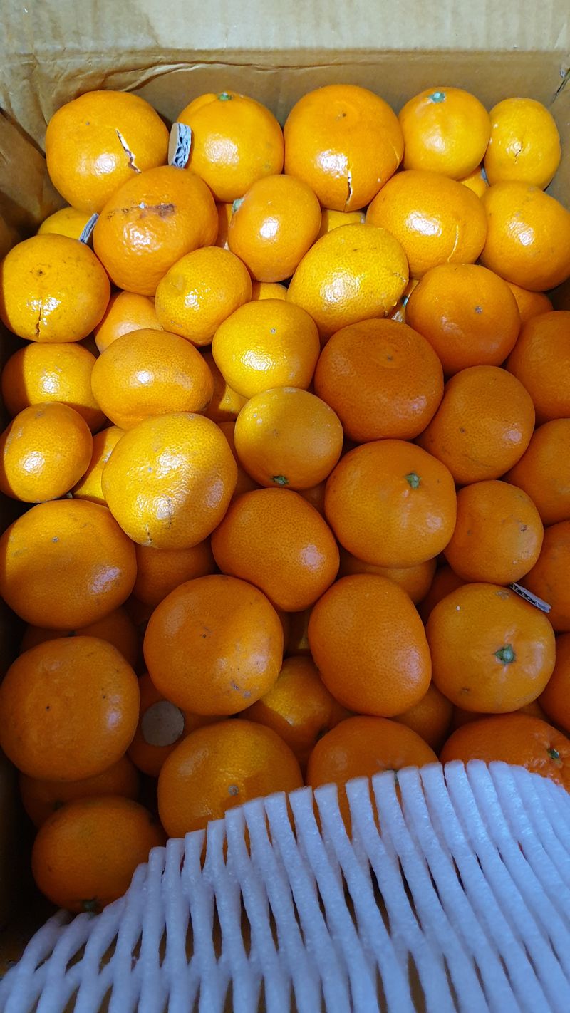 장터 상품 [제주에서 귤 파시는 분들 참고하세요] 썸네일
