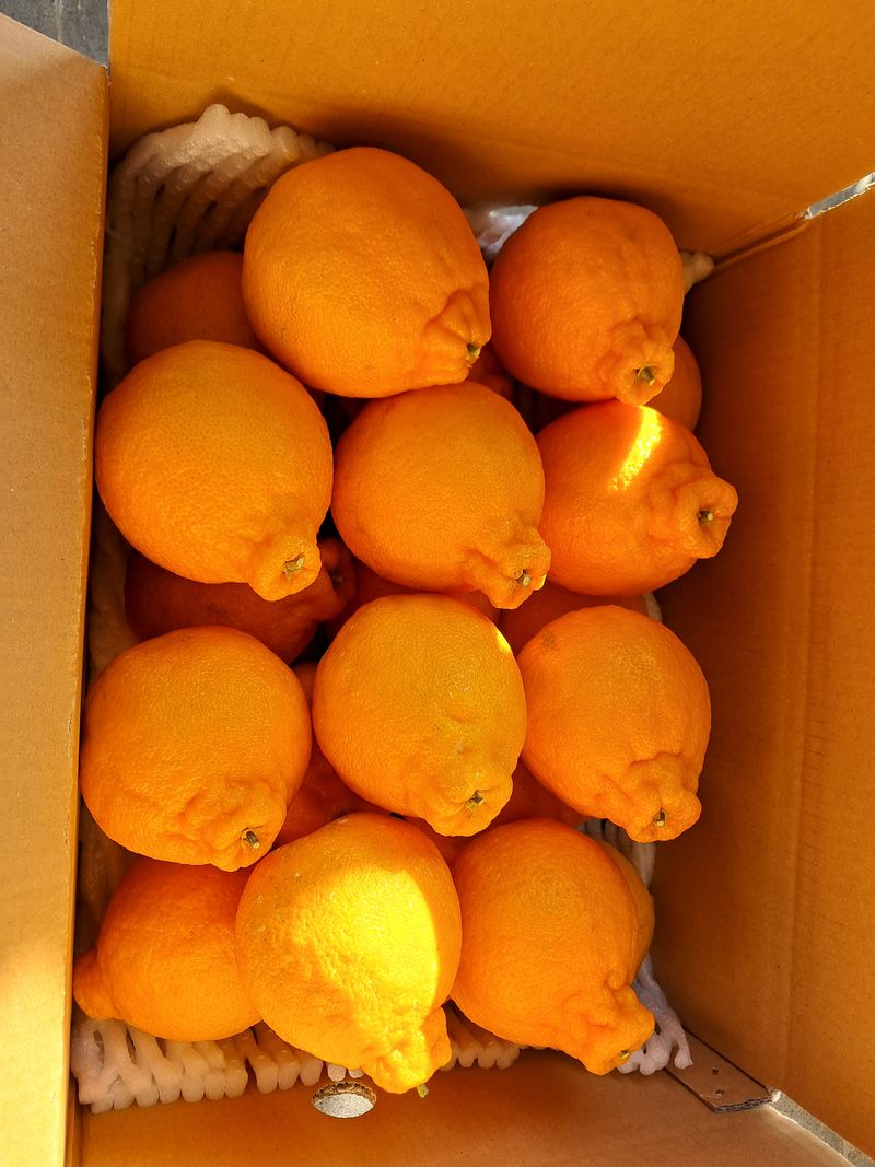 장터 상품 [한라봉 5kg] 썸네일