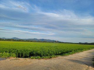 강성규님의 벼 · 자유게시판 작성글 사진