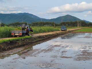 강성규님의 벼 · 자유게시판 작성글 사진