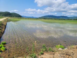 강성규님의 벼 · 자유게시판 작성글 사진