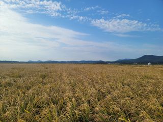 강성규님의 벼 · 자유게시판 작성글 사진