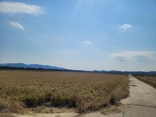 강성규님의 벼 · 자유게시판 작성글 사진