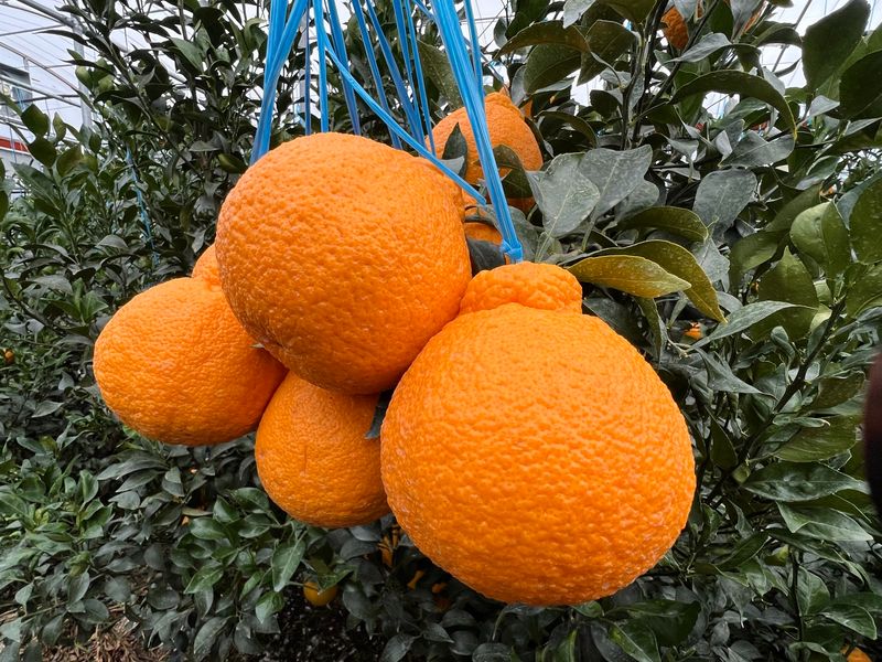 임호성님의 장터 판매 상품 [한라봉 2kg, 3kg, 5kg ] 첨부 사진